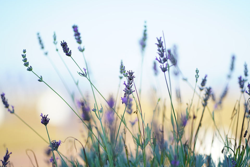 Nature’s 4 Most Powerful Ingredients For Younger Looking Skin